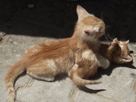 12-0618Merz (21).JPG